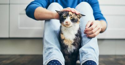 'My estranged wife wanted to say goodbye to our cat after our divorce - I refused'