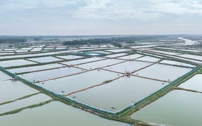T.N.-based start-up helps fish and shrimp farmers increase productivity