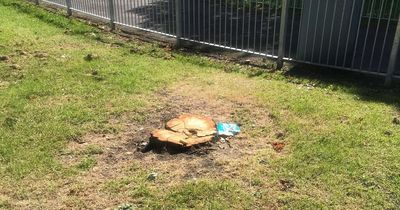 Edinburgh council remove "diseased" trees from residential community