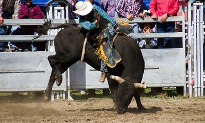 Rodeo is cruel and abusive – it’s time for New Zealand to ban it
