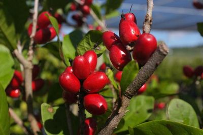 Sweet relief: the treechangers growing ‘miracle berries’ to help cancer patients taste again