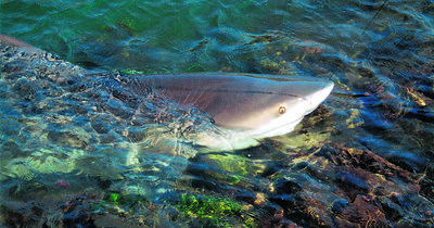 Baby bull shark food chain surprise