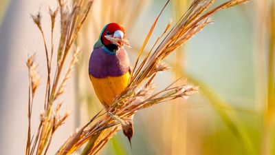 Rare, endangered Gouldian finch has twitchers a-flutter as it makes unexpected Top End comeback