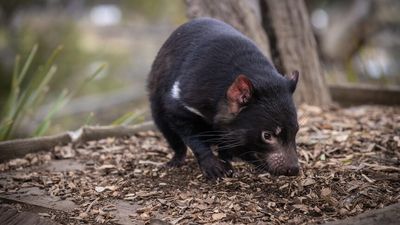 COVID-19 vaccines give 'huge boost' to researchers trying to save Tasmanian devils from facial tumour disease