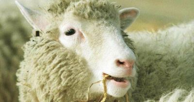 One in ten men would like to be cloned like Dolly the Sheep - but only 4% of women