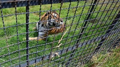 Far from Home, New Chance in Mexico for Frida the Rescued 'Pet' Tiger