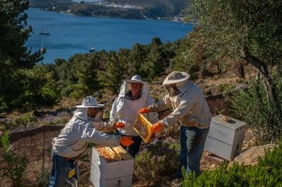 'Soul relief': Bees help mentally ill on Greek island