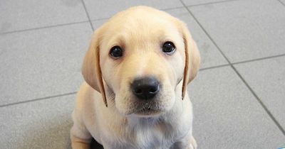 Guide Dog charity appeal for volunteer 'puppy raisers' in Lanarkshire