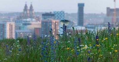 Liverpool weather as temperatures set to rise every day this week