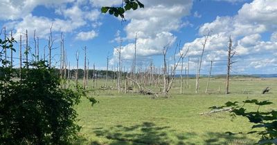 Why there's a ghostly looking dead forest next to a beautiful Gower beach