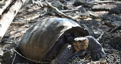 Newcastle University scientist discovers extinct giant tortoise is not actually extinct
