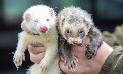 ‘Breeding faster than we can rescue’: responsible UK ferret owners wanted