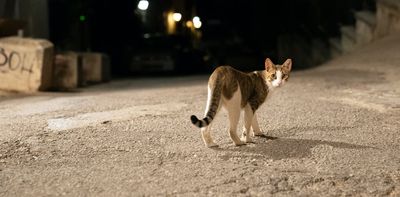 Cats that are allowed to roam can spread diseases to humans and wildlife