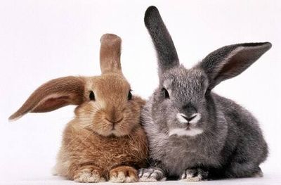 RHDV2: Symptoms, vaccine for rabbits, and more about the fatal bunny disease in the U.S.