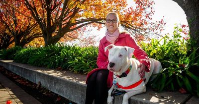Deaf and blind dog might scent an honour