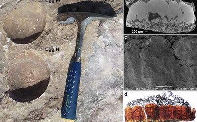 ‘Abnormal’ dinosaur egg in India digs up new questions for evolution