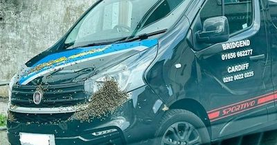 Massive swarm of bees seen in a Welsh town as residents told to avoid the area