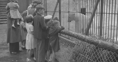 Zoo-dini: a look-back at the most dramatic escapes of Belfast Zoo