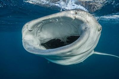 Marine scientists are getting to the bottom of why some big fish dive deep, deep down