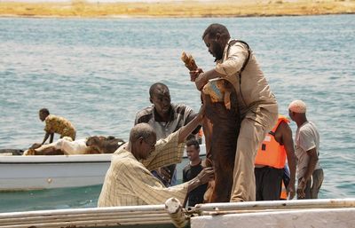 Nearly 16,000 sheep drown after ship sinks in Sudan’s Red Sea