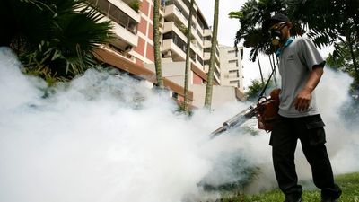 Singapore is facing a dengue fever 'emergency' and peak season has only just begun