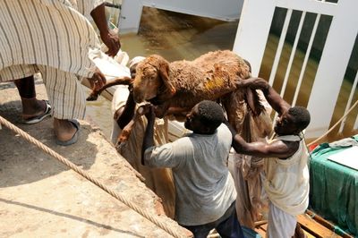 Thousands of sheep drown as Sudan ship sinks