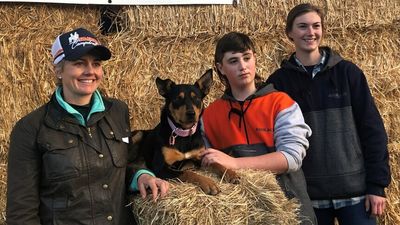 Value of working dogs recognised as kelpie sells for $27k at Australian Kelpie Muster in Casterton