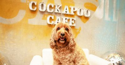 A pop-up Cockapoo Café is coming to Bristol