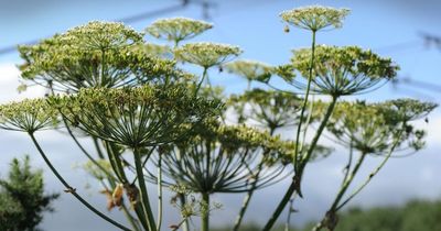 Warning Britain's most dangerous plant is growing in Leeds - and it could blind you