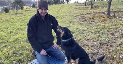 A nose for 'black diamonds': the fine art of truffle harvesting