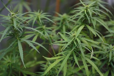 Cannabis delisting sparks market interest