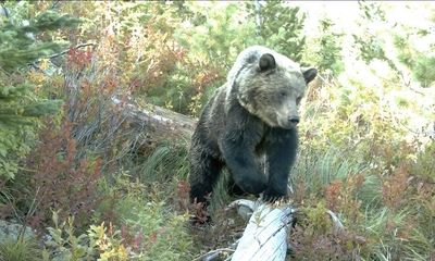 Idaho town on alert after rare grizzly bear sighting