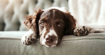 Woman says constant barking from neighbour's dog drove her to antidepressants