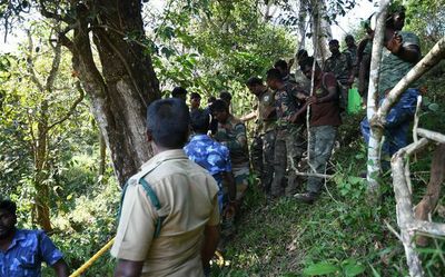 Strayed wild elephant in distress attacks anti-poaching watcher near Coimbatore