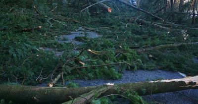 Electricity firms told to "up their game" after Storm Arwen response left thousands of Dumfries and Galloway homes without power