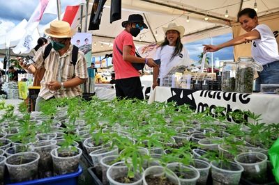 Revellers on cloud nine at cannabis festival as Thailand relaxes law