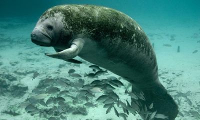 Florida’s manatees are dying in record numbers – but a lawsuit offers hope
