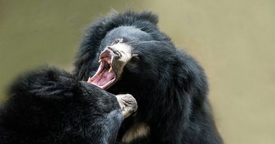 Couple mauled to death in 'very unusual' and gruesome attack by rabid sloth bear