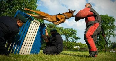 Expert predicts next breed to be added to dangerous banned dog list