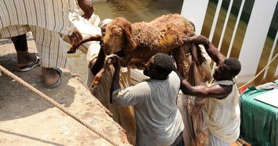 Ship carrying 15,000 sheep sinks as thousands of livestock drown in disaster