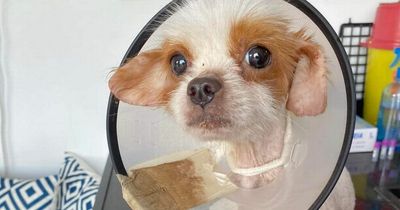 NI dog charity mission to save tiny Tom from Turkish hell