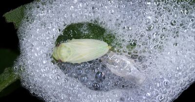 If it looks like someone has spat on plants in your garden, you may need to report it