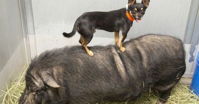 Unlikely dog and pig friendship dubbed 'real Timon and Pumbaa' from The Lion King
