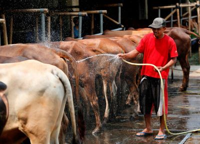Indonesia launching nationwide vaccinations for foot and mouth disease