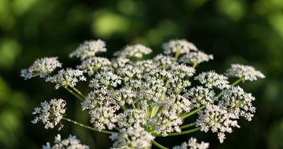 Warning as Britain's 'most dangerous plant' which can blind people spreads across the UK