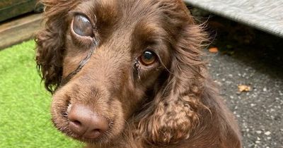 Puppy so badly neglected she went blind needs new home and 'wants to make friends'