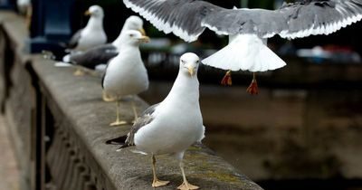 NHS Tayside issues Avian Flu warning after dead birds wash up on local beaches