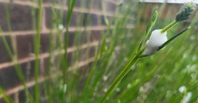 Urgent warning as froth-like substance found on plants linked to deadly disease