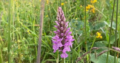 Wildlife Trust member shares appreciation of flowers as part of 30 Days Wild challenge