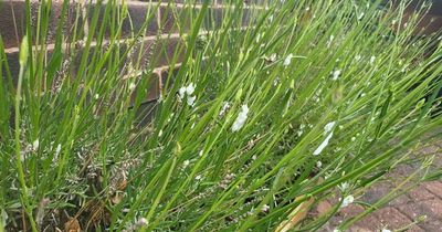 Warning over strange froth people are spotting on their garden plants